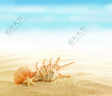 沙滩上的贝壳海螺图片