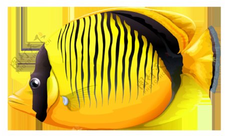 手绘橙色斑纹鱼类免抠png透明图层素材