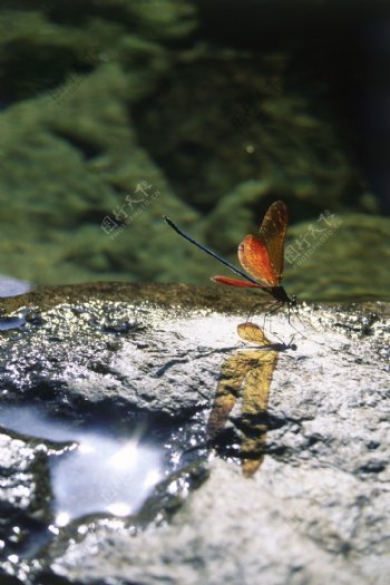 石头上的小蜻蜓图片