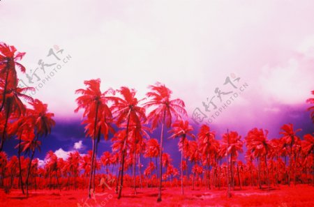 海边红色的椰子树林图片图片