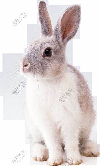 耳朵竖起来的兔子免抠png透明图层素材