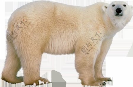 强壮的北极熊免抠png透明图层素材