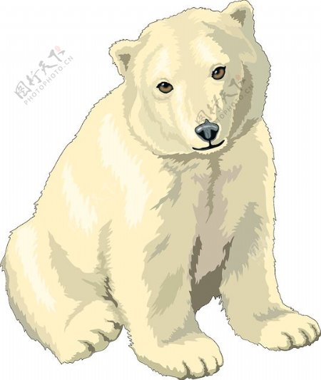 蹲着的北极熊免抠png透明图层素材