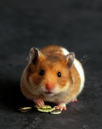 吃东西的老鼠图片