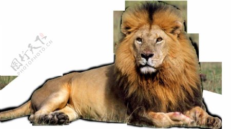 趴地上观望的狮子免抠png透明图层素材