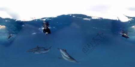 与海豚一起游泳VR视频