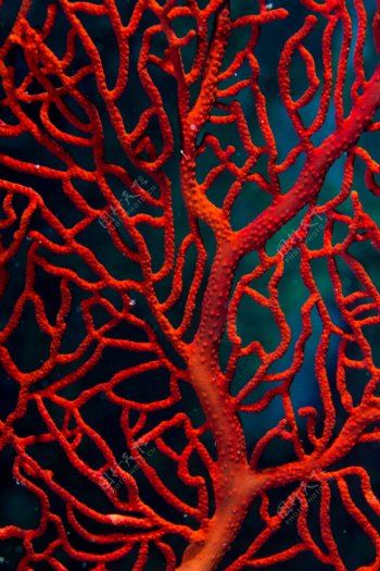 红色珊瑚图片素材
