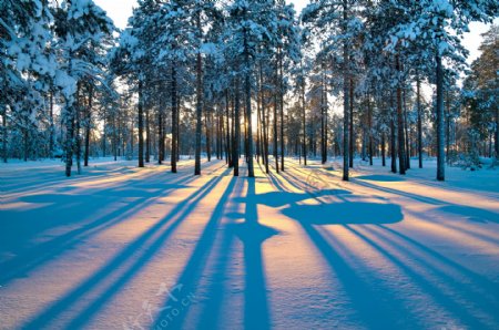 冬天日出下的树木图片