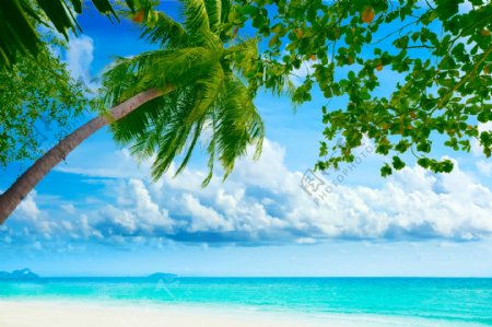 椰树海景图图片