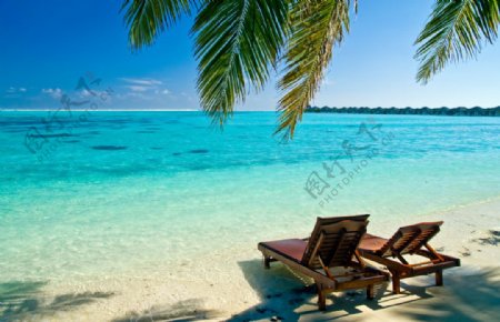 椰树下的沙滩椅图片