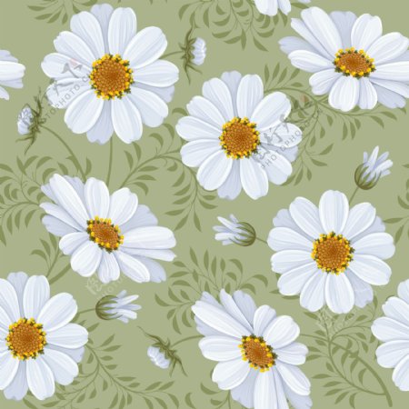 白色菊花背景