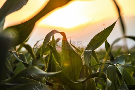 性质现场太阳农业谷物玉米玉米田
