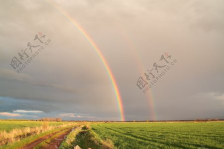 稻田上的美丽彩虹图片