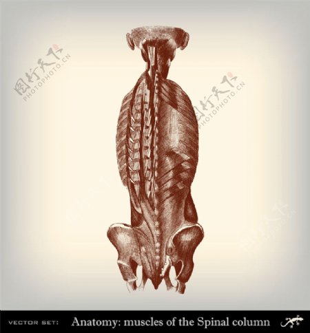 人体背部肌肉图片