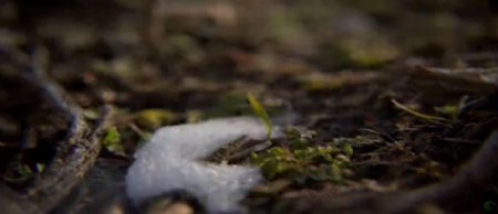 春雪融化小草生长万物复苏延时实拍高清视频素材