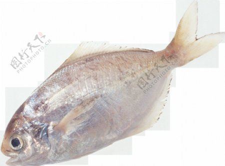 圆扁体形鱼类图片免抠png透明图层素材