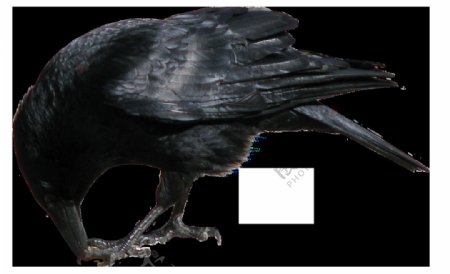 啄食的乌鸦图片免抠png透明图层素材