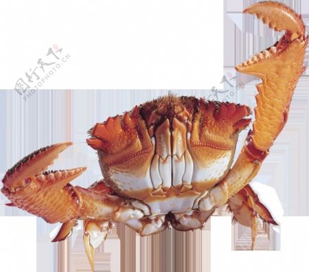 红色螃蟹图片免抠png透明图层素材