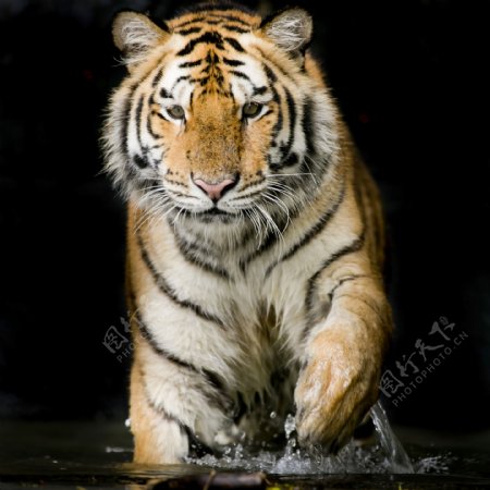 水中奔跑的老虎摄影图片