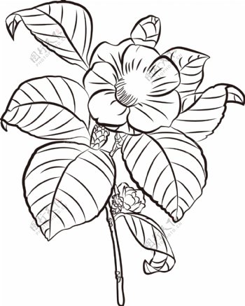 茶花茶花素材茶花线描花卉黑白速写植物手绘