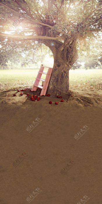 大树下的梯子苹果影楼摄影背景图片
