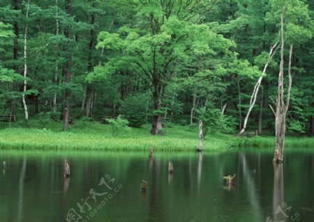 树林与湖泊图片