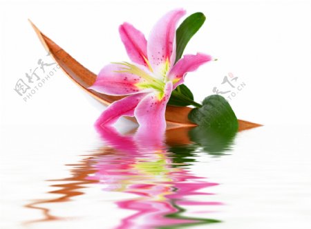 美丽鲜花与水纹背景图片