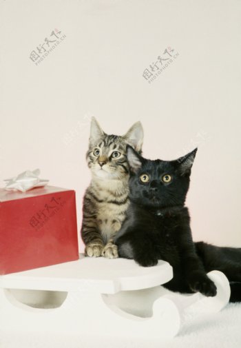 礼物与小猫摄影图片