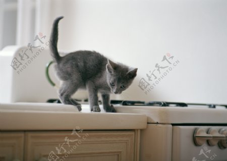 在厨房柜子上的小猫图片