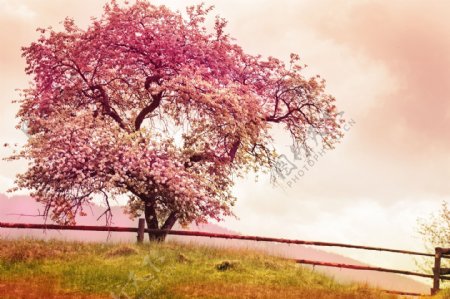 粉红花树风景图片