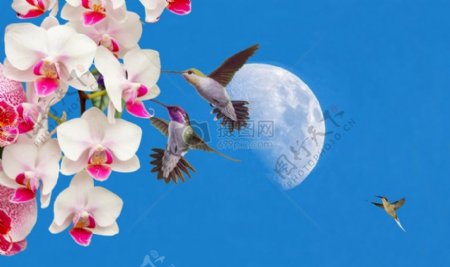 鲜花月亮兰花蜂鸟天空蓝色