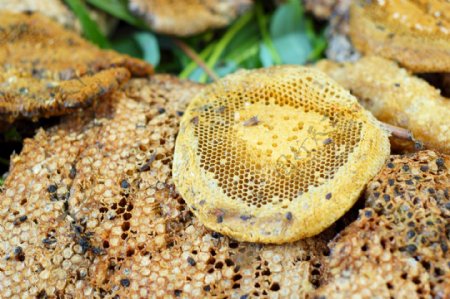 蜜蜂采蜂浆图片