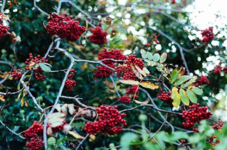 自然红色灌木树木植物浆果灌木rowans皇室成员自由图像