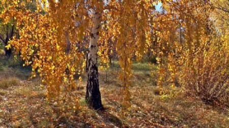 秋季树木风景视频