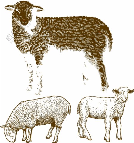 矢量手绘羊