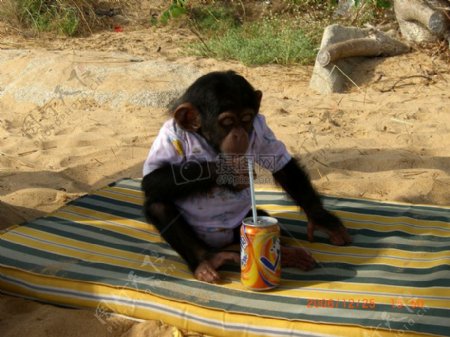 喝饮料的猩猩