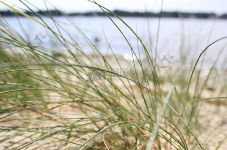自然海滩水湾草湖植物海边岸