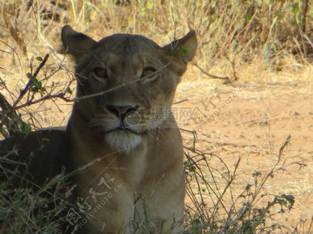 非洲狮子母狮肯尼亚