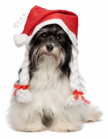 可爱的圣诞帽小狗图片