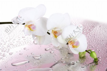 白色兰花与水珠图片