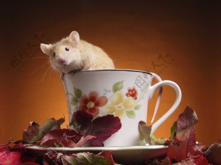 躲在茶杯里的小老鼠图片