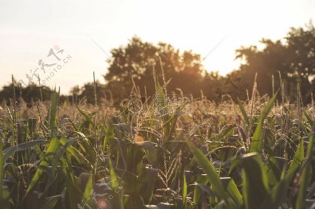 食品农业收获玉米绿色领域开花养殖植被种植玉米玉米领域