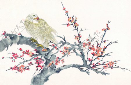 梅花树上的鸟