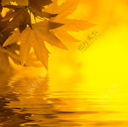 秋天树叶与水面倒影图片