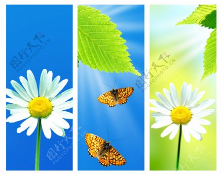 菊花蝴蝶背景图片图片
