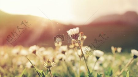 鲜花夏天星期日阳光草地镜头眩光春天模糊夏季太阳耀斑白花