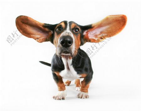 大耳朵宠物狗图片