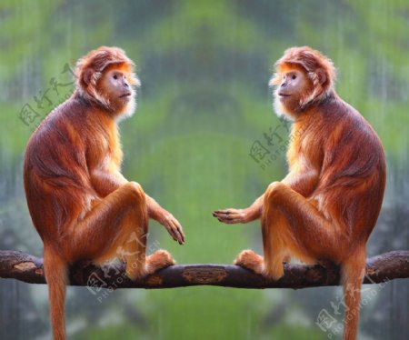 树枝上的两只猴子图片
