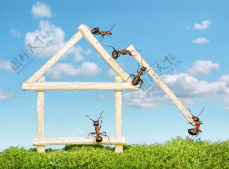 建房子的蚂蚁图片