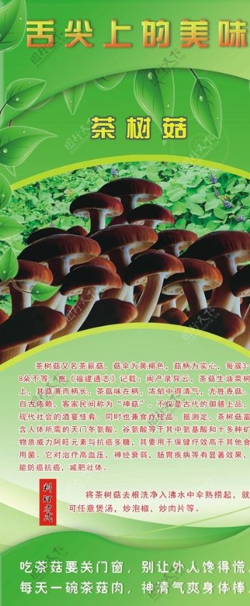 茶树菇海报
